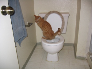 cat toilet